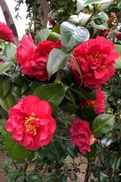 Turandot Camellia Japonica - 7 Gallon Pot -Garden Plant Shop caellia turandot 20 1