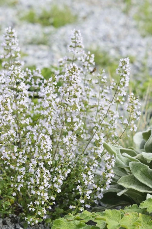 Calamint Plant (Calamintha nepeta) - 1 Gallon Pot Calamint Plant (Calamintha Nepeta) - 1 Gallon Pot -Garden Plant Shop calamint 12