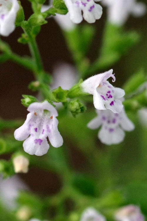 Calamint Plant (Calamintha nepeta) - 1 Gallon Pot Calamint Plant (Calamintha Nepeta) - 1 Gallon Pot -Garden Plant Shop calamint 14