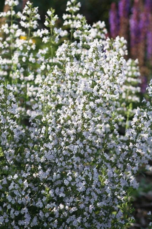 Calamint Plant (Calamintha nepeta) - 1 Gallon Pot Calamint Plant (Calamintha Nepeta) - 1 Gallon Pot -Garden Plant Shop calamint 15
