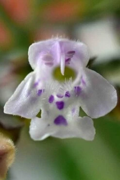 White Cloud Calamint - 5 Pack Of Quart Pots 3 White Cloud Calamint - 5 Pack Of Quart Pots -Garden Plant Shop calamint 16 2