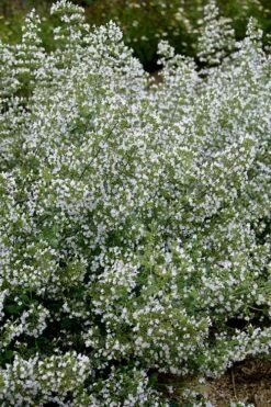 Calamint Plant (Calamintha Nepeta) - 1 Gallon Pot 5 Calamint Plant (Calamintha Nepeta) - 1 Gallon Pot -Garden Plant Shop calamint 20
