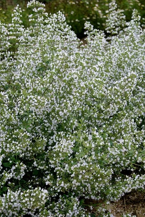 Calamint Plant (Calamintha nepeta) - 1 Gallon Pot Calamint Plant (Calamintha Nepeta) - 1 Gallon Pot -Garden Plant Shop calamint 20