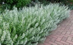 White Cloud Calamint - 5 Pack Of Quart Pots 4 White Cloud Calamint - 5 Pack Of Quart Pots -Garden Plant Shop calamint white cloud 1 1
