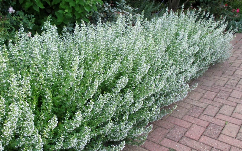 White Cloud Calamint - 5 Pack of Quart Pots White Cloud Calamint - 5 Pack Of Quart Pots -Garden Plant Shop calamint white cloud 1 1
