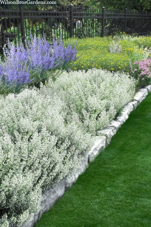 White Cloud Calamint - 5 Pack of Quart Pots White Cloud Calamint - 5 Pack Of Quart Pots -Garden Plant Shop calamint white cloud 3 1