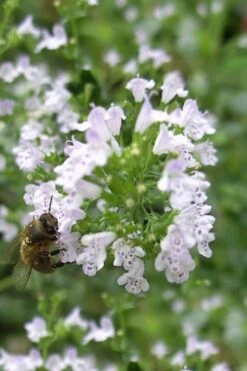 White Cloud Calamint - 1 Gallon Pot -Garden Plant Shop calamint white cloud 4
