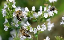 White Cloud Calamint - 5 Pack Of Quart Pots 5 White Cloud Calamint - 5 Pack Of Quart Pots -Garden Plant Shop calamint white cloud 5 1