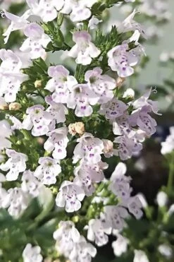 White Cloud Calamint - 1 Gallon Pot -Garden Plant Shop calamint white cloud 6