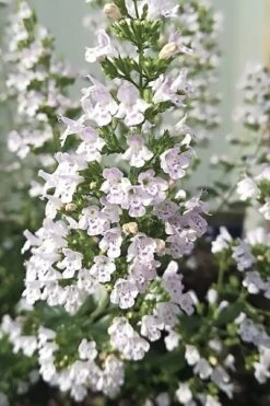 White Cloud Calamint - 5 Pack Of Quart Pots 6 White Cloud Calamint - 5 Pack Of Quart Pots -Garden Plant Shop calamint white cloud 7 1