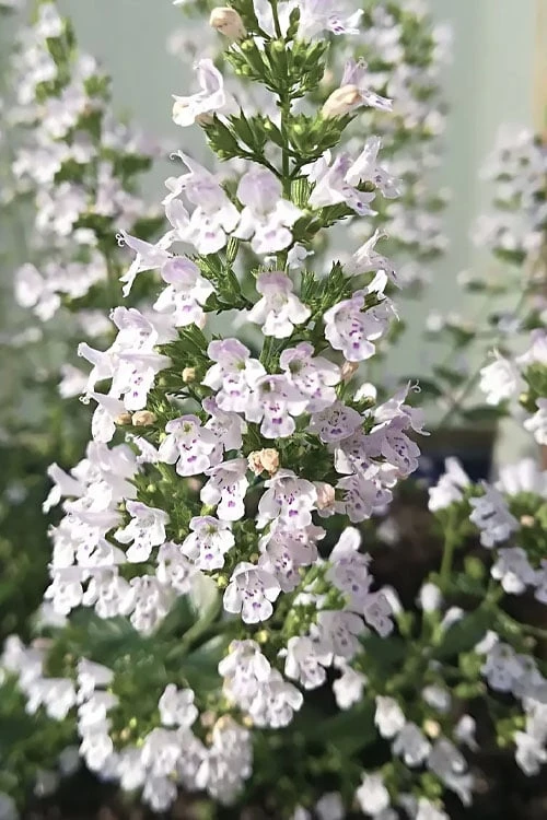 White Cloud Calamint - 5 Pack of Quart Pots White Cloud Calamint - 5 Pack Of Quart Pots -Garden Plant Shop calamint white cloud 7 1