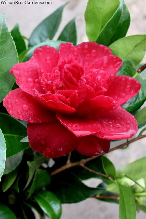 Altheaflora Camellia - 3 Gallon Pot Altheaflora Camellia - 3 Gallon Pot -Garden Plant Shop camellia altheaflora 1