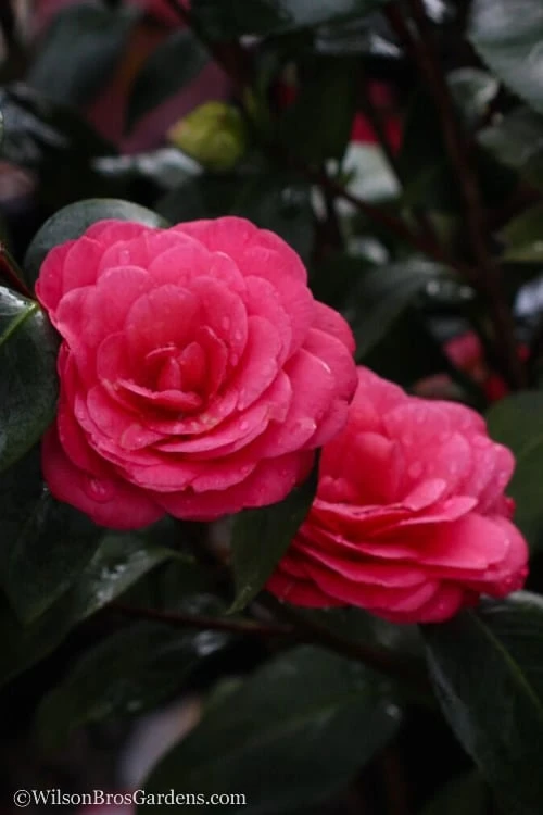 April Dawn Cold Hardy Camellia Japonica - 1 Gallon Pot April Dawn Cold Hardy Camellia Japonica - 1 Gallon Pot -Garden Plant Shop camellia april dawn 20