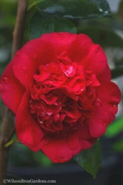 April Tryst Camellia Japonica - 7 Gallon Pot (3-4') -Garden Plant Shop camellia april tryst 21