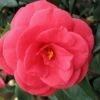 Arctic Rose Cold Hardy Red Camellia - 3 Gallon Pot