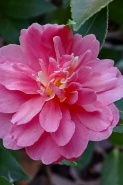 Autumn Spirit Camellia - Hybrid - 1 Gallon Pot -Garden Plant Shop camellia autumn spirit 21