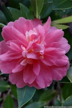 Autumn Spirit Camellia - Hybrid - 1 Gallon Pot -Garden Plant Shop camellia autumn spirit 22