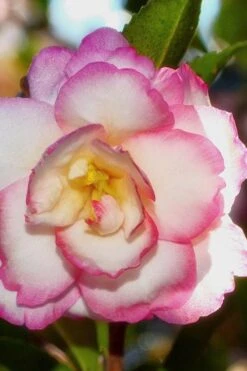 Bob's Supreme Camellia - 3 Gallon Pot