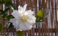 Chisato No Aki Camellia Japonica - 3 Gallon Pot 4 Chisato No Aki Camellia Japonica - 3 Gallon Pot -Garden Plant Shop camellia chisato no aki 5