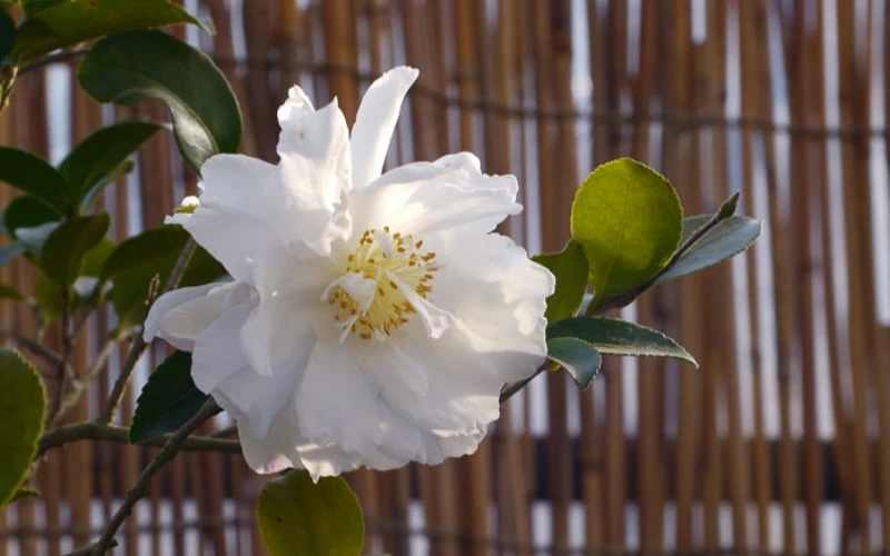 Chisato No Aki Camellia Japonica - 3 Gallon Pot Chisato No Aki Camellia Japonica - 3 Gallon Pot -Garden Plant Shop camellia chisato no aki 5