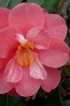Coral Delight Camellia Hybrid - 3 Gallon Pot -Garden Plant Shop camellia coral delight 3 1