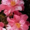 Coral Delight Camellia Hybrid - 3 Gallon Pot