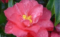 Coral Delight Camellia Hybrid - 3 Gallon Pot -Garden Plant Shop camellia coral delight 5 1