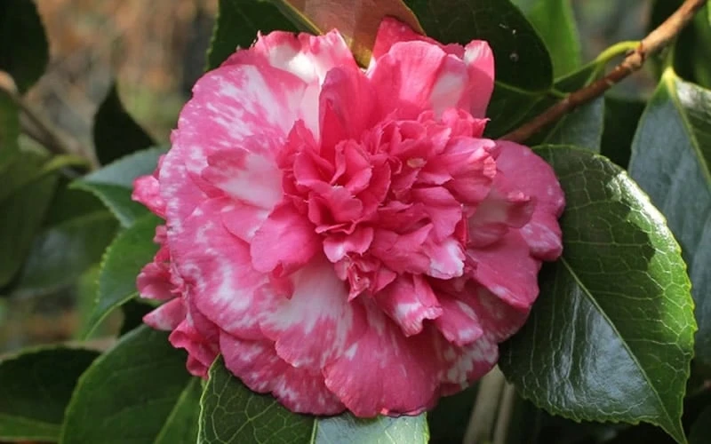 Sacred Dance Camellia Japonica 'Daikagura' - 1 Gallon Pot Sacred Dance Camellia Japonica 'Daikagura' - 1 Gallon Pot -Garden Plant Shop camellia daikagura 20