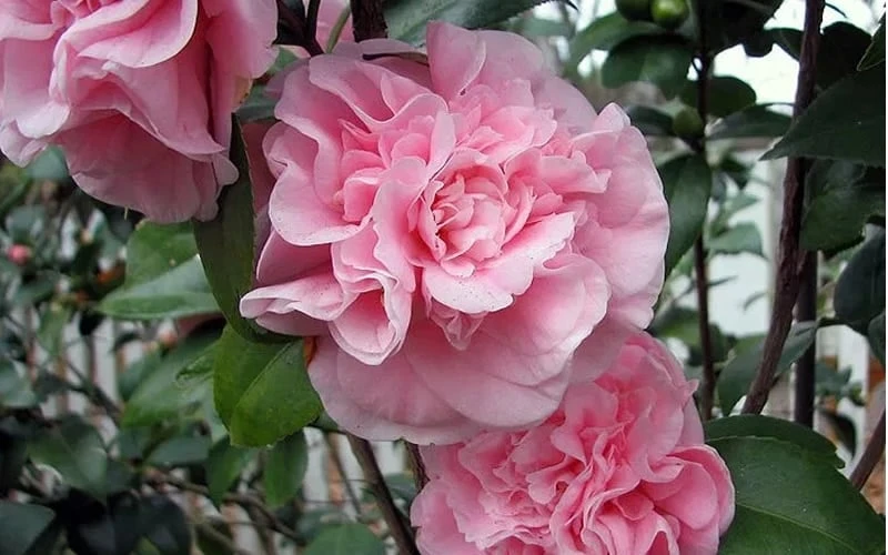 Debutante Pink Camellia Japonica - 3 Gallon Pot Debutante Pink Camellia Japonica - 3 Gallon Pot -Garden Plant Shop camellia debutante pink 5 2