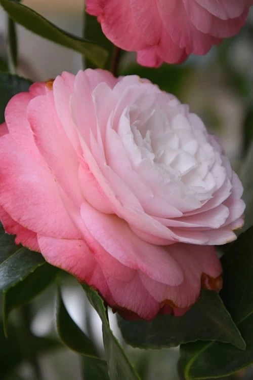 Desire Camellia Japonica - 3 Gallon Pot Desire Camellia Japonica - 3 Gallon Pot -Garden Plant Shop camellia desire 1 1