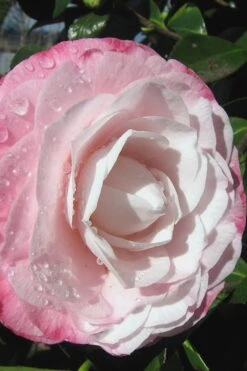 Desire Camellia Japonica - 3 Gallon Pot 4 Desire Camellia Japonica - 3 Gallon Pot -Garden Plant Shop camellia desire 2 1