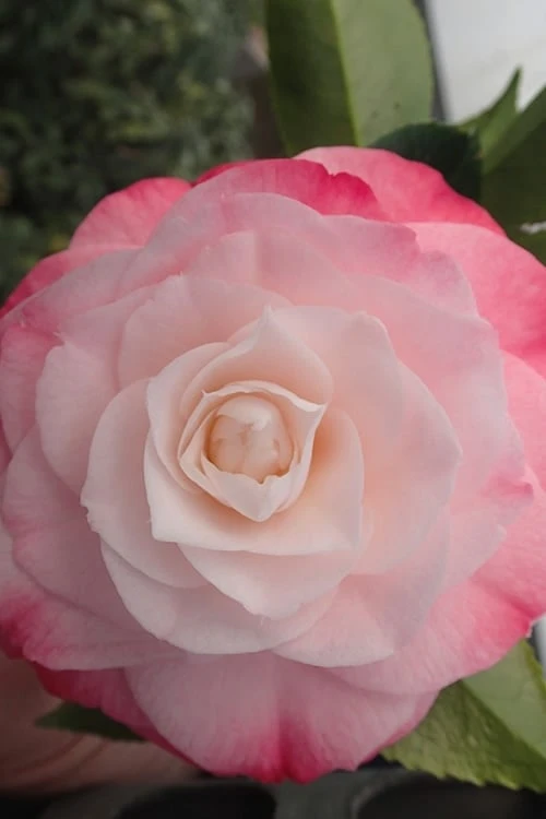 Desire Camellia Japonica - 3 Gallon Pot Desire Camellia Japonica - 3 Gallon Pot -Garden Plant Shop camellia desire 3 1