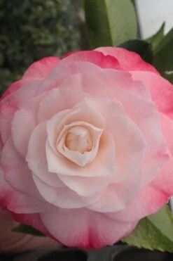 Desire Camellia Japonica - 1 Gallon Pot -Garden Plant Shop camellia desire 3