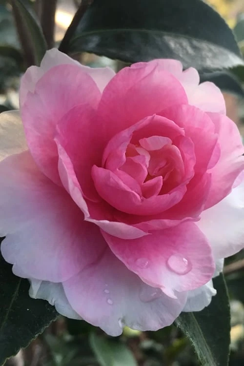 Dream Weaver Camellia Sasanqua - 3 Gallon Pot Dream Weaver Camellia Sasanqua - 3 Gallon Pot -Garden Plant Shop camellia dreamweaver