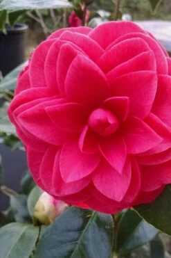Glen 40 Camellia Japonica - 3 Gallon Pot -Garden Plant Shop camellia glen 40 1
