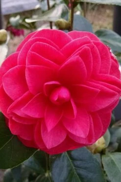 Glen 40 Camellia Japonica - 3 Gallon Pot -Garden Plant Shop camellia glen 40 2