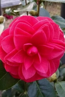 Glen 40 Camellia Japonica - 3 Gallon Pot