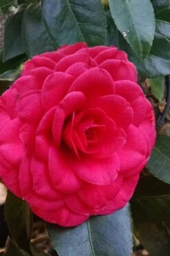 Glen 40 Camellia Japonica - 3 Gallon Pot -Garden Plant Shop camellia glen 40 3