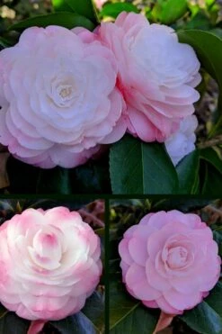 Guest Star Camellia Japonica - 3 Gallon Pot -Garden Plant Shop camellia guest star 3 1