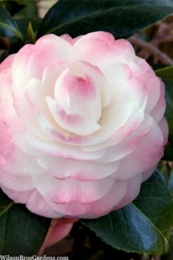 Guest Star Camellia Japonica - 3 Gallon Pot