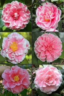 Brilliant Gem Fragrant Camellia Japonica - Herme - 3 Gallon Pot -Garden Plant Shop camellia herrmes 1 1