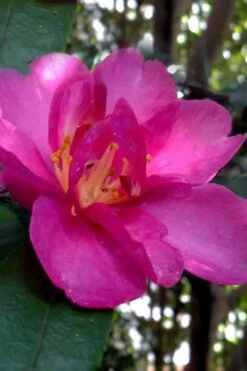 Hiryu Camellia Sasanqua - 3 Gallon Pot -Garden Plant Shop camellia hiryu 4