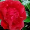 Altheaflora Camellia - 3 Gallon Pot