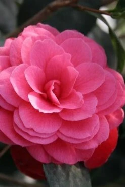 April Kiss Pink Double Flowered Camellia Japonica - 3 Gallon Pot 3 April Kiss Pink Double Flowered Camellia Japonica - 3 Gallon Pot -Garden Plant Shop camellia japonica april kiss 103