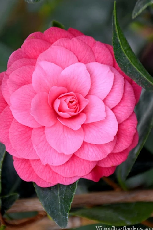 April Kiss Pink Double Flowered Camellia Japonica - 3 Gallon Pot April Kiss Pink Double Flowered Camellia Japonica - 3 Gallon Pot -Garden Plant Shop camellia japonica april kiss 104
