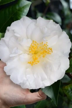 Colonial Dame Camellia - 3 Gallon Pot -Garden Plant Shop camellia japonica colonial dame 4