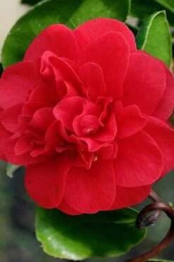 Curly Lady Camellia Japonica - 1 Gallon Pot -Garden Plant Shop camellia japonica curly lady 1