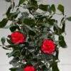 Curly Lady Camellia Japonica - 1 Gallon Pot