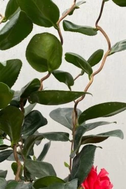 Curly Lady Camellia Japonica - 1 Gallon Pot -Garden Plant Shop camellia japonica curly lady 2