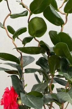 Curly Lady Camellia Japonica - 1 Gallon Pot -Garden Plant Shop camellia japonica curly lady 3